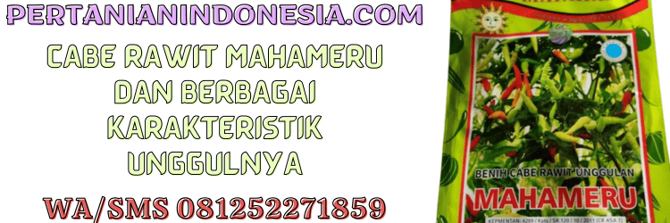 cabe,cabe rawit,mahameru,cap bunga matahari,cabai,cabai rawit,pertanian indonesia